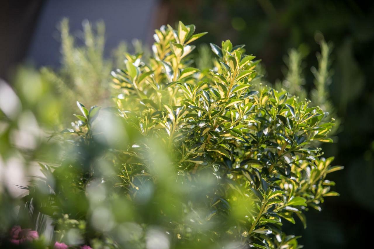 Family Apartment With Garden リュブリャナ エクステリア 写真